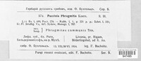 Puccinia phragmitis image